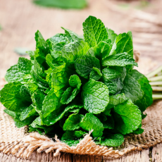 Fresh mint leaves bundle on rustic table – premium herb for cocktails and culinary garnish