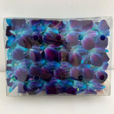 Fresh blue Dendrobium orchids flown from Thailand, perfect for events, leis, and centerpieces