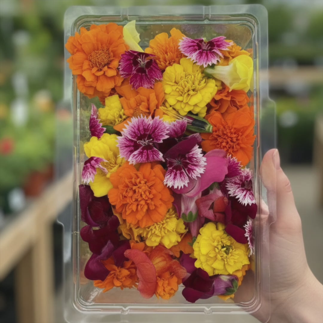 Edible Flower Mix – Marigolds, Dianthus, Rose Petals (50 Blooms)