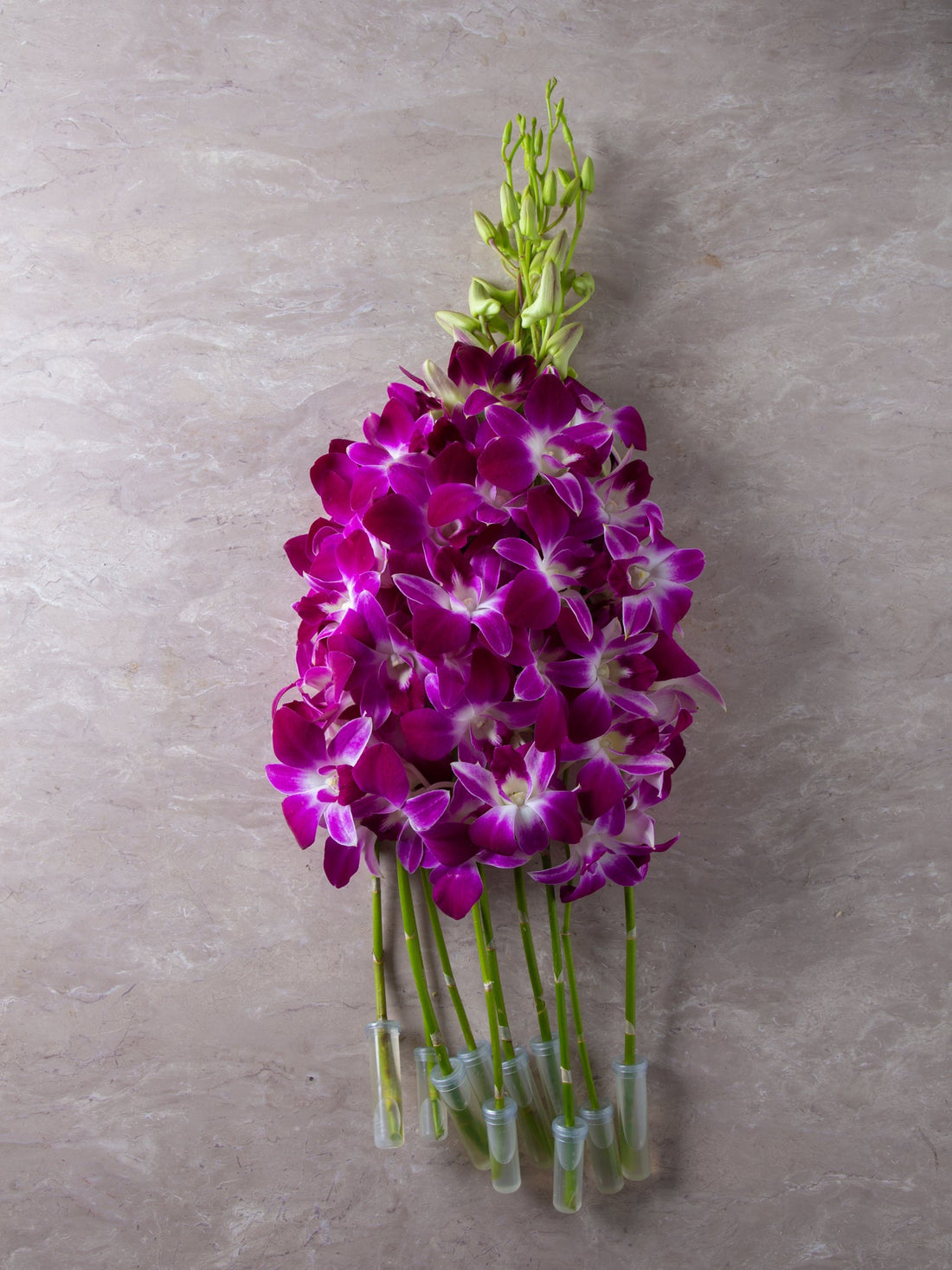 STEMMED ORCHIDS