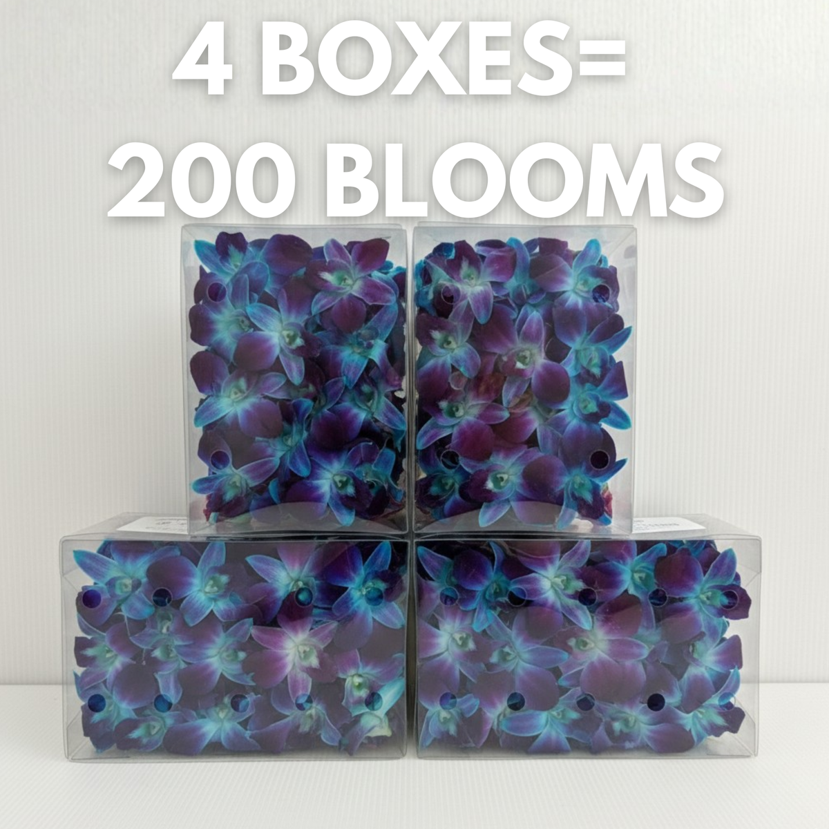 Blue Orchid Cocktail Garnish – 50 Fresh Dendrobium Blooms for Tropical Drinks, Décor & Events