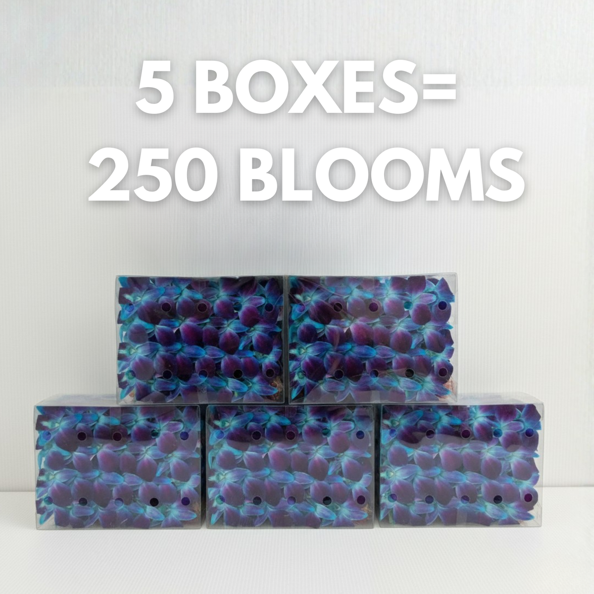 Blue Orchid Cocktail Garnish – 50 Fresh Dendrobium Blooms for Tropical Drinks, Décor & Events