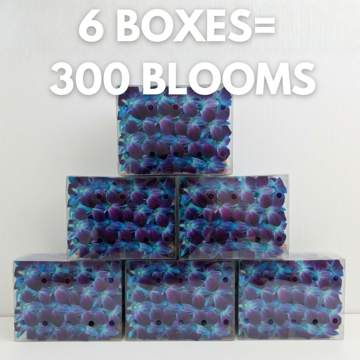 Blue Orchid Cocktail Garnish – 50 Fresh Dendrobium Blooms for Tropical Drinks, Décor & Events