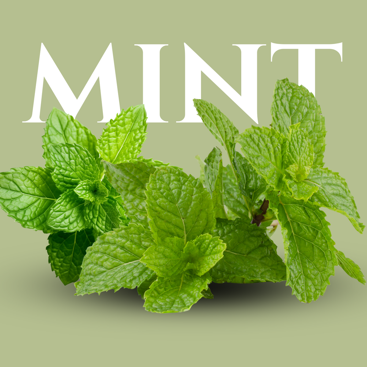 4 oz Fresh Mint – Premium Cocktail & Culinary Garnish Herb
