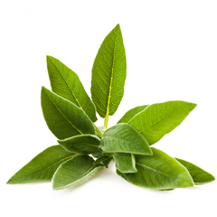 Culinary-grade fresh sage ideal for fall recipes and herb garnishes
