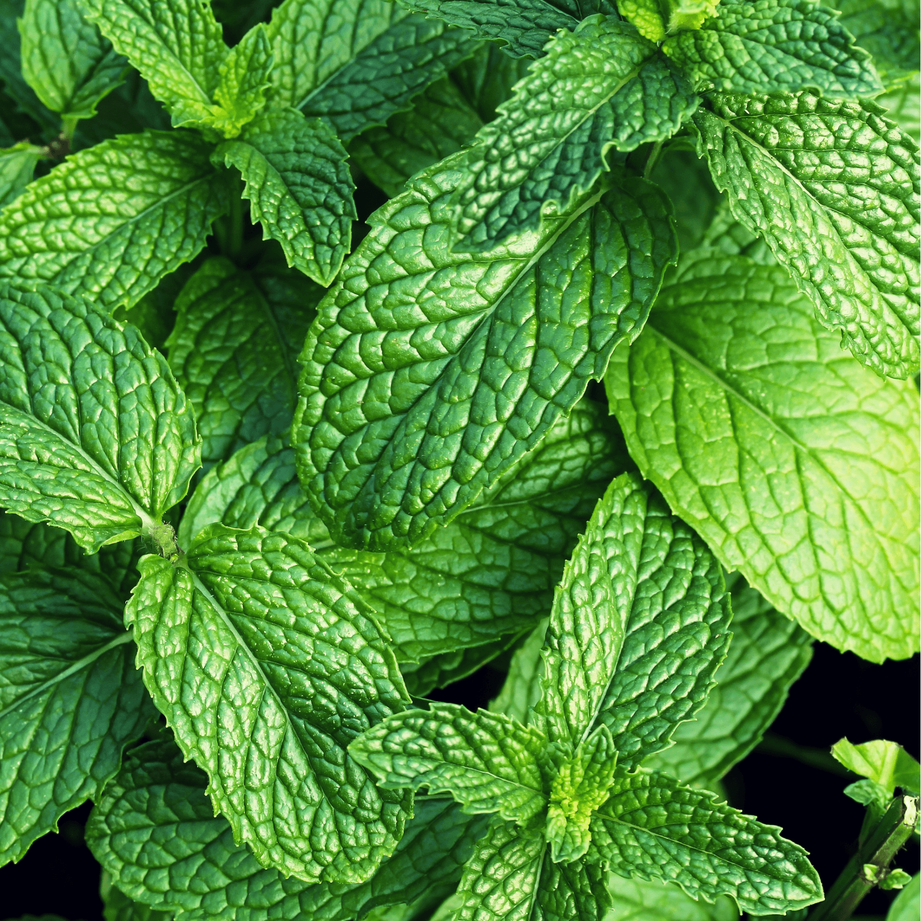  Fresh-cut mint sprigs ideal for home entertainers, mixologists, and tea lovers