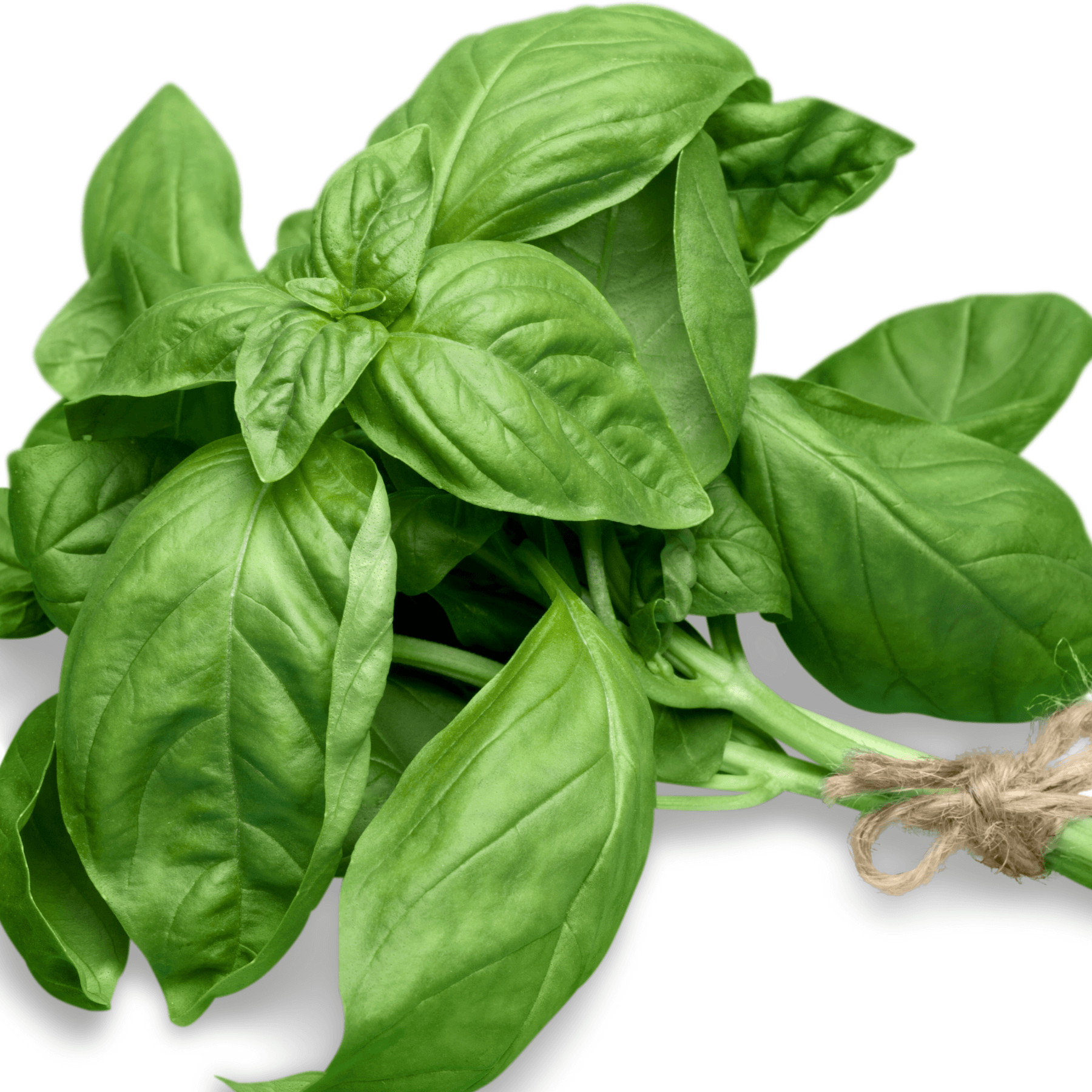 Basil Eatable 4 oz fresh basil with sweet, peppery flavor for gourmet recipes