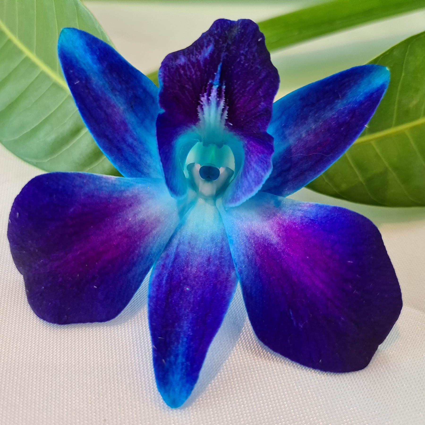  Fresh-cut Dendrobium orchids in deep blue and purple tones, shipped farm-to-door