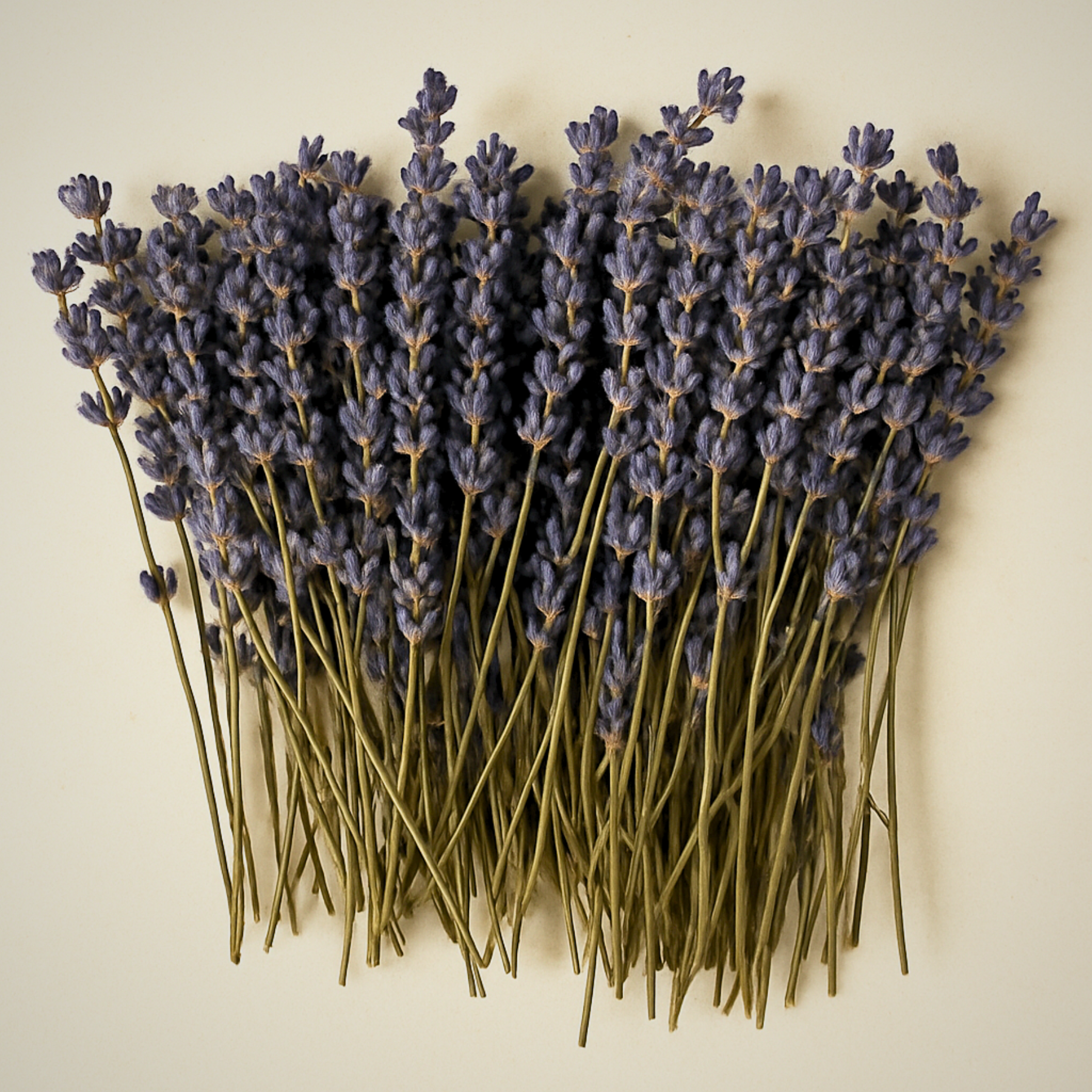 lavender plant brown stems Dried Lavender Stems – Edible Cocktail & Culinary Garnish (50 Count)