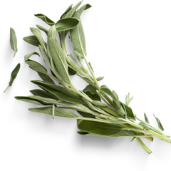 Premium fresh sage bunch for chefs, mixologists, and home cooks
