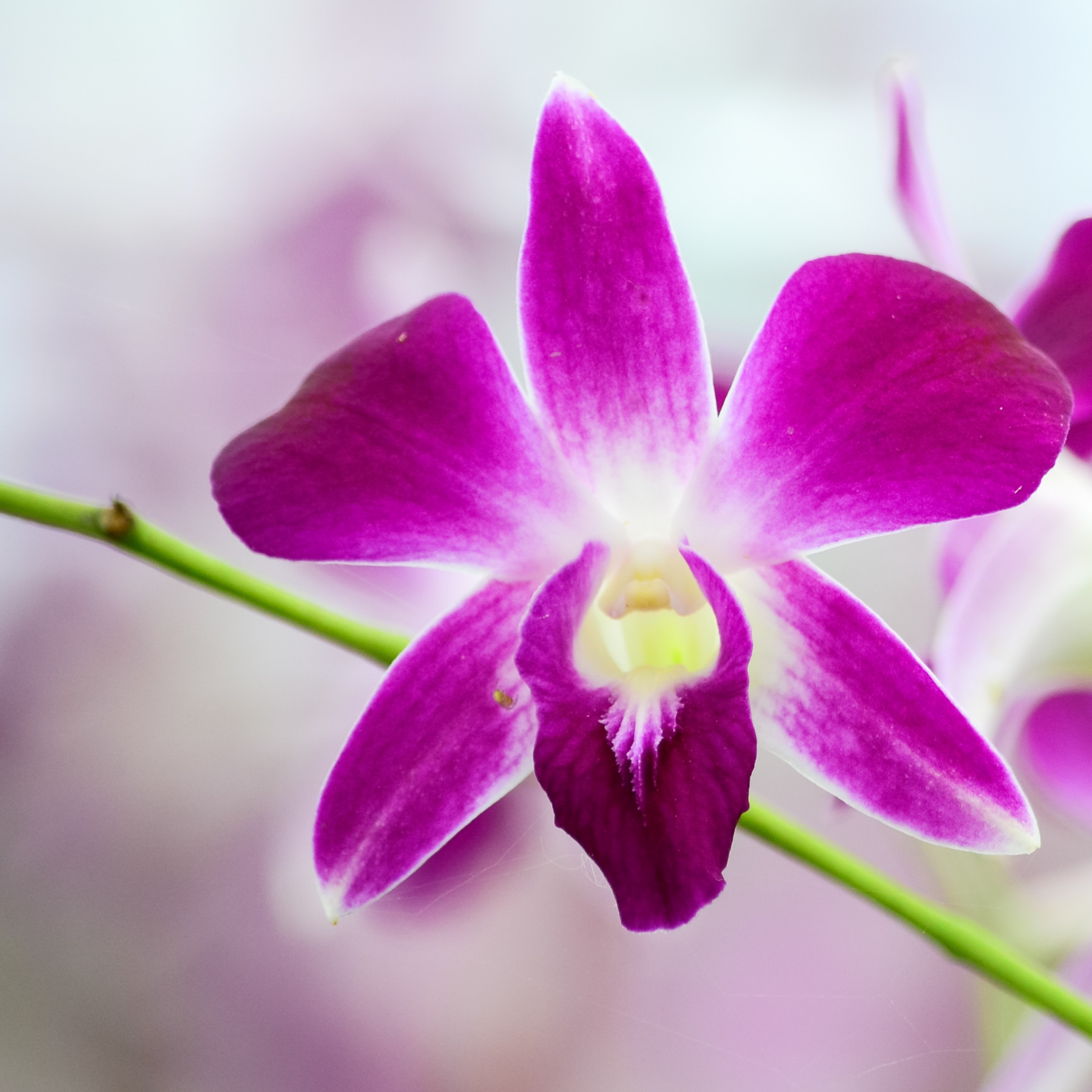 . Box of 50 fresh purple orchids for floral design, event styling, and dining garnishes