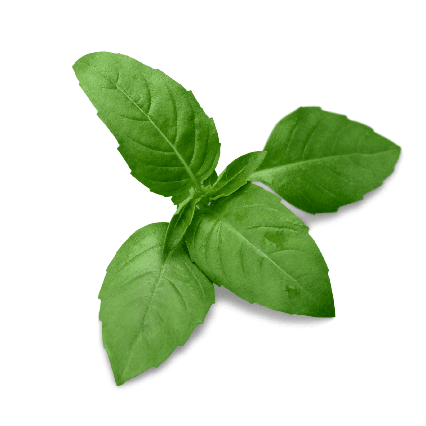 Bright and aromatic basil bunch for garnish, pesto, or Italian dishes