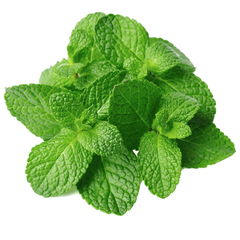 Cooling mint herb bunch used in drinks, savory dishes, and desserts
