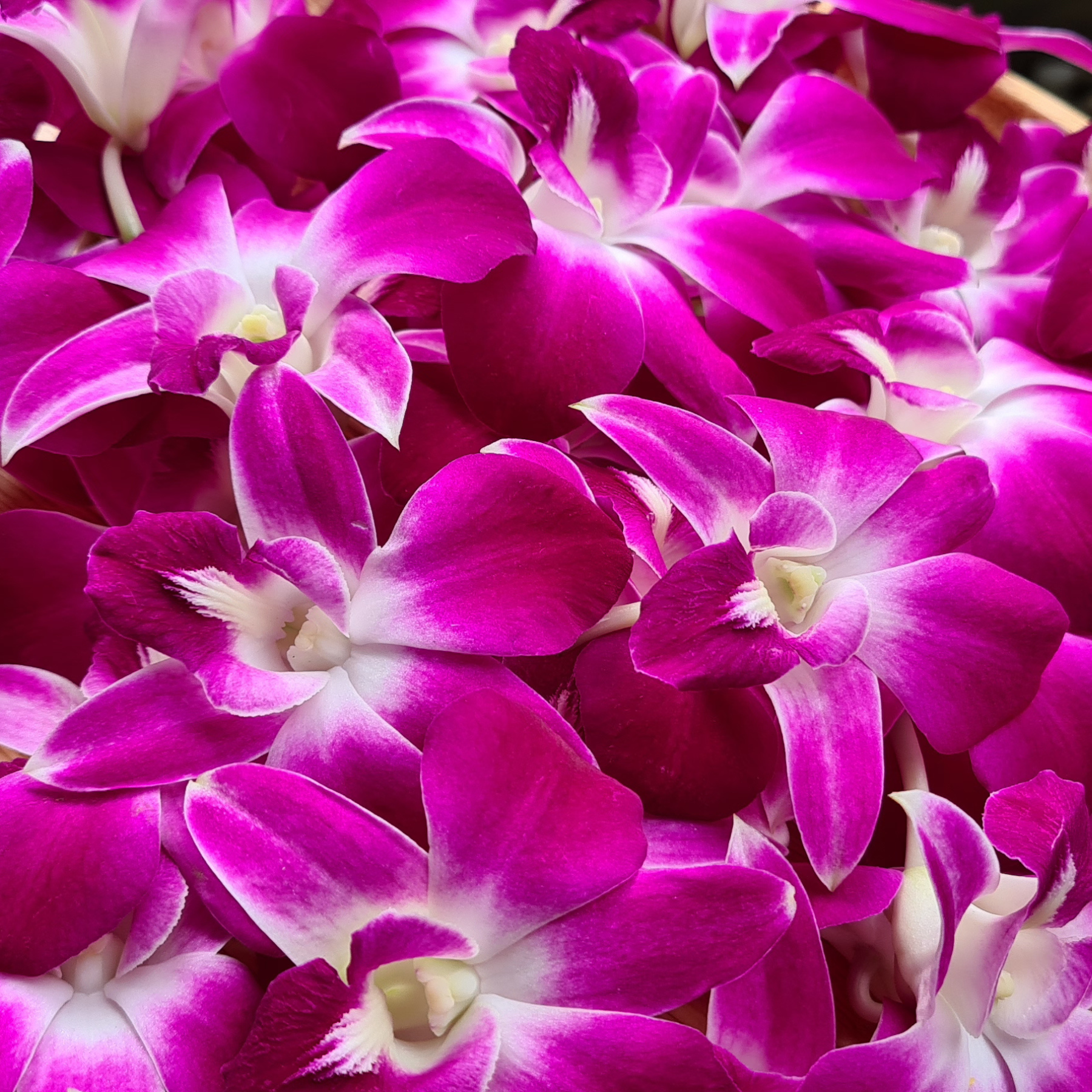 . Box of 50 fresh purple orchids for floral design, event styling, and dining garnishes