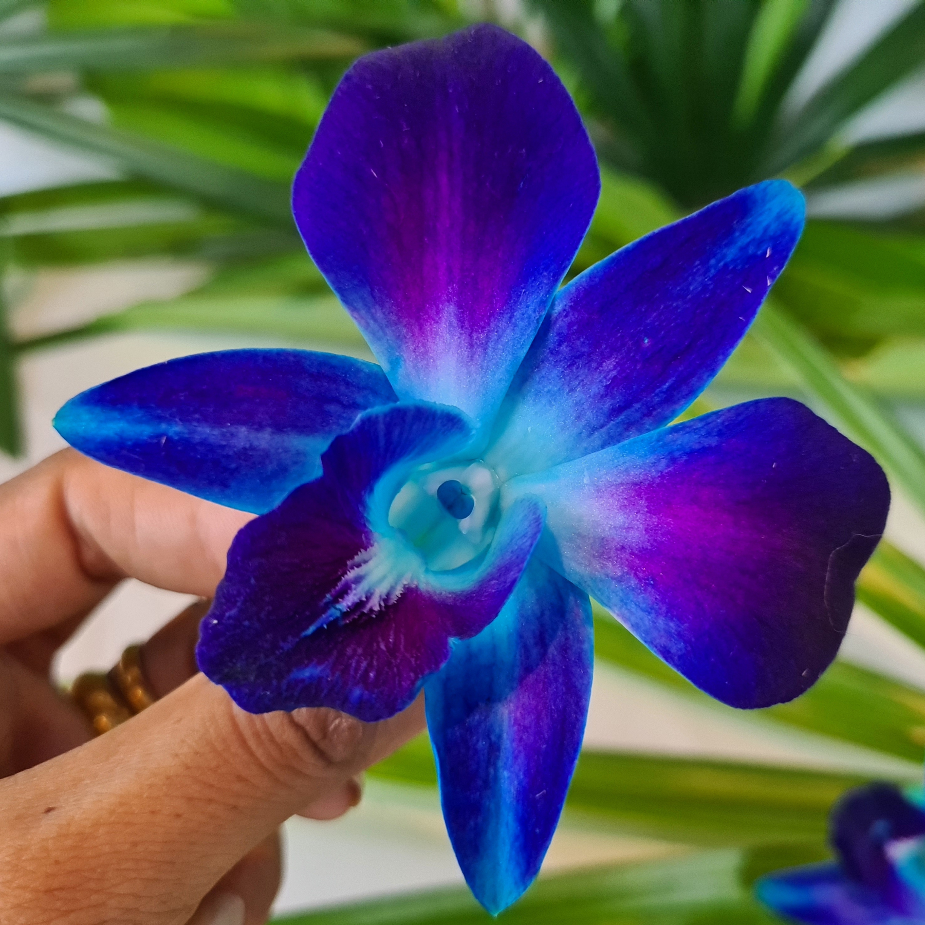  Blue orchid flowers for garnishing cocktails, food, and tropical-themed centerpieces