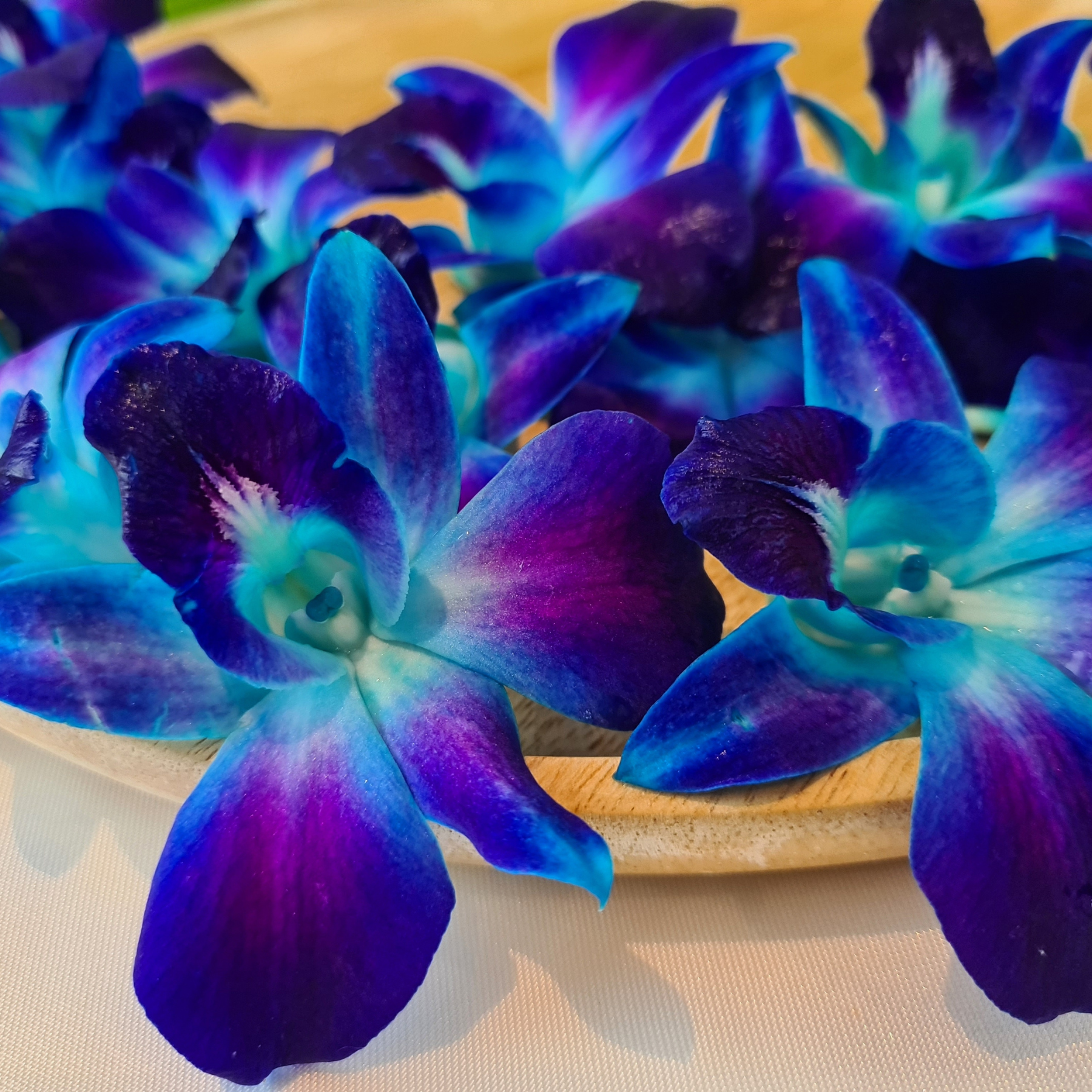 Exotic blue orchids for weddings, hospitality displays, and party table decorations