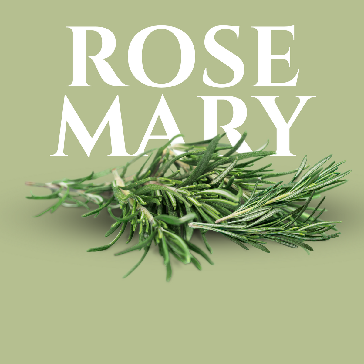 4 oz Fresh Rosemary – Bold Herb for Cocktails, Roasts & Garnish