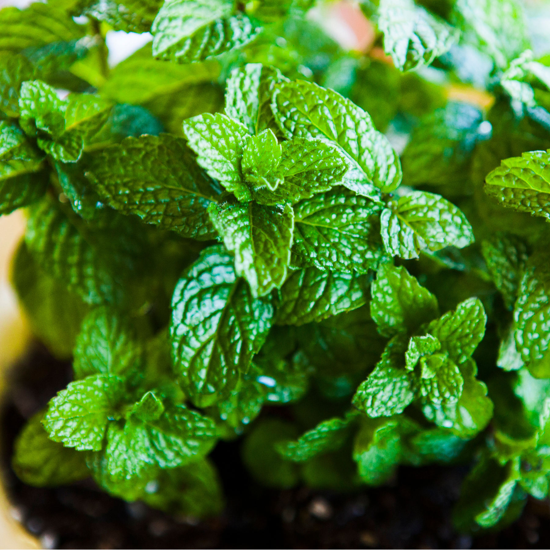 Handpicked mint herb with crisp, cooling flavor for mojitos and juleps